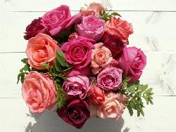 Romantique Rosa og Pink 10 Stk.